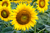 Sunflowers Mckee Beshers July 13, 2013